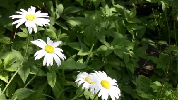 Marguerites sur le terrain gros plan parmi l'herbe. Fleur d'amour et de divination sur les pétales. Fleurs vivaces pour la décoration de jardin sur un fond flou — Video