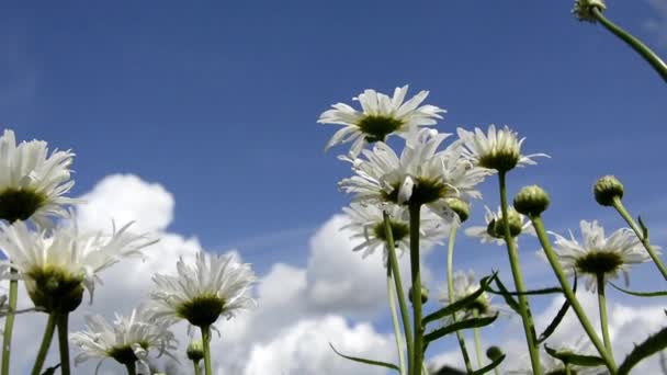 Margherite da campo, vista dal basso. Un cespuglio di margherite su uno sfondo di cielo blu e nuvole bianche. Erbe selvatiche e fiori — Video Stock