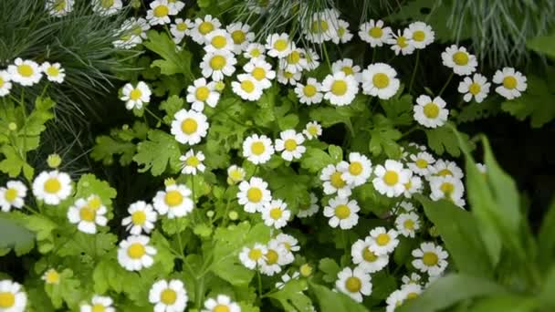 Tuin kleine madeliefjes close-up zwaaiend in de wind. Bloem van liefde en voor waarzeggerij op de bloemblaadjes. Vaste plant bloemen voor tuin decoratie. — Stockvideo