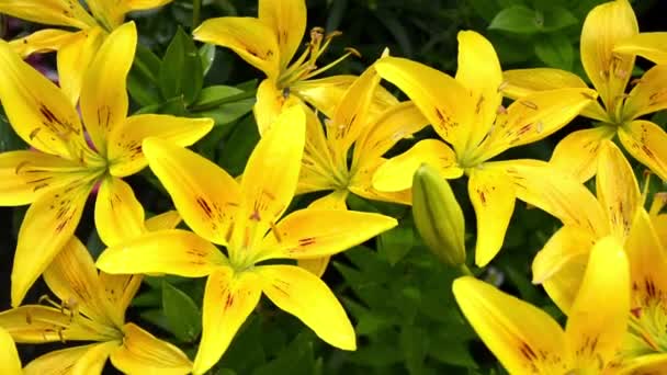 ユリのクローズアップ。雨の後に葉に落ちたL字型の花を咲かせます。庭の装飾のための美しい絵のように咲く黄色のデイリリー低木 — ストック動画