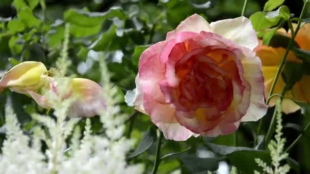 Rose Bush kayıplara karıştı. Rüzgarda savrulan gül gibi yakın plan. Yapraklarında çiy damlaları olan güzel bir gül çalısı. Bahçede pembe güller açıyor.. — Stok video