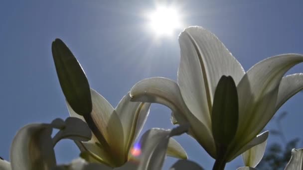 Die Sonnenstrahlen scheinen durch die Blütenblätter einer Sorte weißer Lilie. schöne blühende Sträucher im Garten. Blumen vor blauem Himmel und Sonne. — Stockvideo