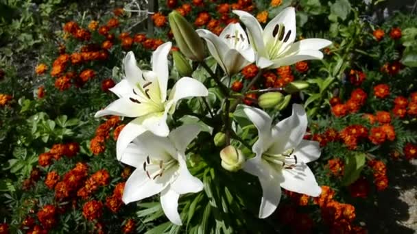 Sortliljor närbild. Underbara stora liljor med droppar på bladen efter regnet. Vackra pittoreska rikligt blommande vit daglilja bland ringblommor. — Stockvideo