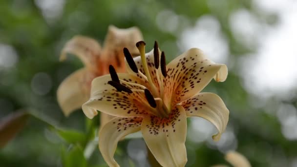 Primer plano de Tiger Lily. Hermosos lirios grandes con gotas en las hojas después de la lluvia. Pintoresco florecimiento entre flores en un macizo de flores — Vídeos de Stock