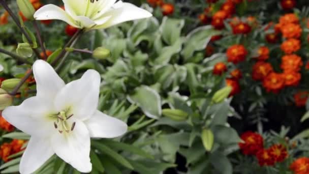 Fajta liliomok közelkép. Nagy fehér liliomok cseppekkel a leveleken az eső után. Gyönyörű festői pompásan virágzó fehér nappali kerti dekoráció. — Stock videók