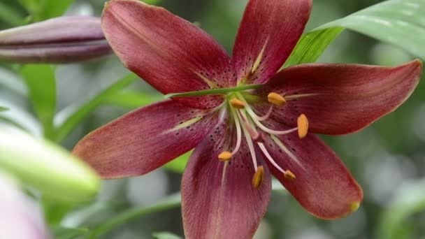 Cercanía de lirios varietales. Pintoresco día profusamente floreciente entre las flores del macizo de flores. Hermosos lirios grandes con gotas en las hojas después de la lluvia — Vídeos de Stock