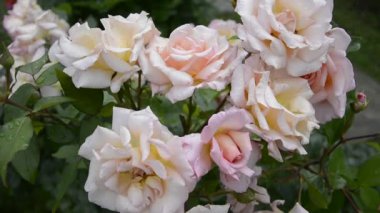 Yapraklarında çiy damlaları olan gül çalıları. Rüzgarda sallanan pembe bir gül. Bahçede çiçek açan bir gül çeşitleri çalısı vardı. Büyük çiçek tomurcukları.