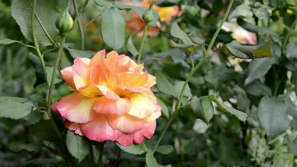 Rosa varietale primo piano ondeggiante nel vento. Una bella rosa Bush con gocce di rugiada sui petali. Rosa rosa fiorisce in giardino — Video Stock