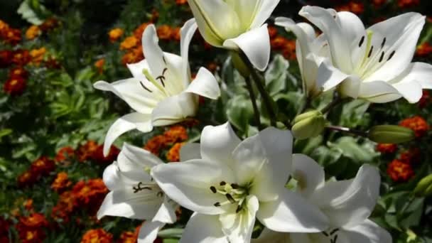 白いユリのクローズアップ。雨の後に葉に落ちた豪華な大きな品種のユリ。マリーゴールドの間で美しい絵のように咲く白いスイレン. — ストック動画