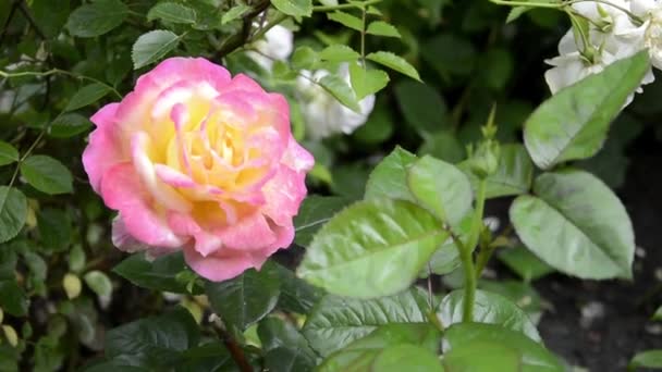 Rosa varietale primo piano. Una rosa colorata Bush con gocce di rugiada sui suoi petali. Una rosa ondeggia nel vento nel giardino. — Video Stock