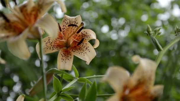 Tigre varietal Lily. Hermosos lirios grandes con gotas en las hojas después de la lluvia. Pintoresco florecimiento entre flores en un macizo de flores — Vídeos de Stock