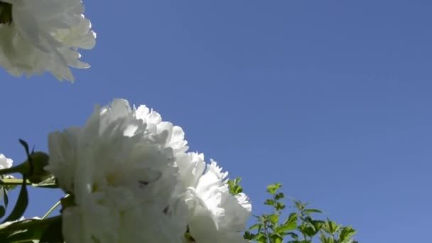 Bílý pivoňka proti modré obloze. V zahradě kvetl kvetoucí keř sněhobílého pivoňku. Velká květinová poupata. — Stock video
