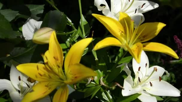 Lys jaunes et blancs en gros plan. Bright L Xolium avec des gouttes sur les feuilles après la pluie. Bel arbuste jaune fleurissant abondamment pour la décoration de jardin. — Video