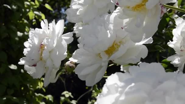 Peonia bianca. Un arbusto fiorito di peonia bianca come la neve fiorì nel giardino. Arbusti da giardino. — Video Stock