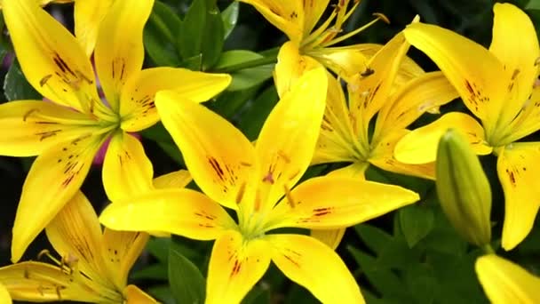 黄色のユリのクローズアップ。雨の後に葉に落ちたL字型の花を咲かせます。庭の装飾のための美しい絵のように咲く黄色のデイリリー低木 — ストック動画