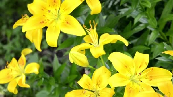 Lirios amarillos de cerca. Brillantes flores de jalá L con gotas en el follaje después de la lluvia. Hermoso arbusto de día amarillo profusamente floreciente para la decoración del jardín. — Vídeo de stock