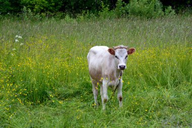 Çiçek açan otların arasındaki bir çayırda otlayan boğa. İnek, Çin takvimine göre 2021 yılının sembolüdür..