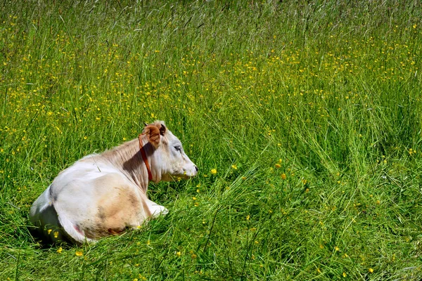 Ένας Μικρός Ταύρος Βόσκει Στο Γρασίδι Λευκή Αγελάδα Σύμβολο Του — Φωτογραφία Αρχείου