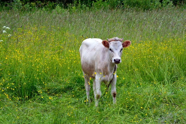 Vaca Símbolo Del Nuevo Año 2021 Según Calendario Chino Toro — Foto de Stock