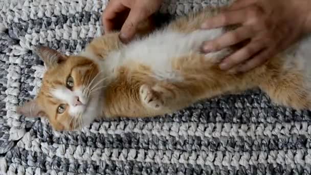 Kediyi okşamak. Erkek eller, örülmüş bir ev halısının üzerinde yatan kızıl bir tekir kediyi okşuyor.. — Stok video