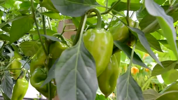Bell pepper roste na keři zblízka. Zrání zeleniny ve skleníku. — Stock video