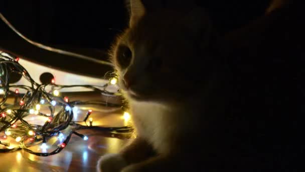 Guirnalda intermitente de Navidad y un primer plano de gato. El gato observa las luces bokeh intermitentes en la víspera de Año Nuevo. Fondo brillante de Navidad. Guirnalda de Navidad parpadeante con luz borrosa. Feliz Año Nuevo. — Vídeos de Stock