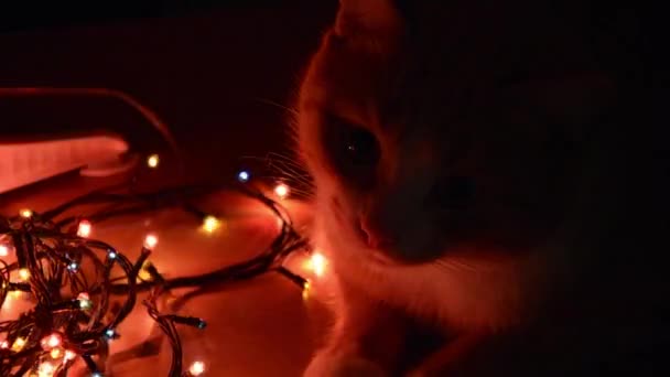 Şirin kedi ve yılbaşı ışığı. Kedi yeni yıl arifesinde yanıp sönen bokeh ışıklarını izliyor. Noel 'in parlak arka planı. Bulanık ışıkla Noel çelengi yanıp sönüyor. Kış arkaplanı — Stok video