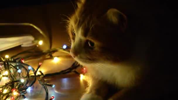 Gember kat en Nieuwjaar knipperend licht. De kat kijkt naar de knipperende bokeh lichten op oudejaarsavond. Kerst heldere achtergrond. Knipperende kerstslinger met wazig licht. Winter achtergrond met — Stockvideo