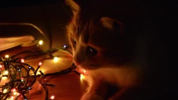 Kızıl kedi ve yılbaşı feneri. Kedi yeni yıl arifesinde yanıp sönen bokeh ışıklarını izliyor. Noel 'in parlak arka planı. Bulanık ışıkla Noel çelengi yanıp sönüyor. Mutlu yıllar.. — Stok video