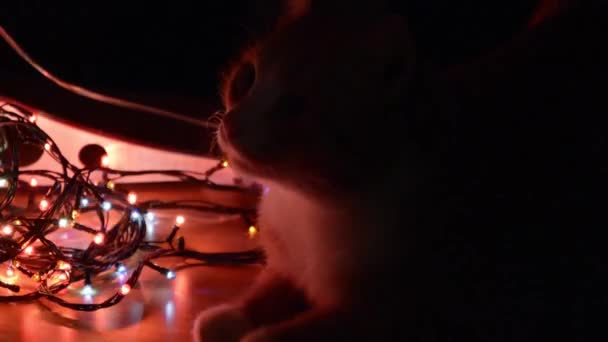 El gato observa las luces bokeh intermitentes en la víspera de Año Nuevo. Fondo brillante de Navidad. Guirnalda de Navidad parpadeante con luz borrosa. Fondo de invierno con una mascota jengibre. Feliz Año Nuevo. — Vídeos de Stock