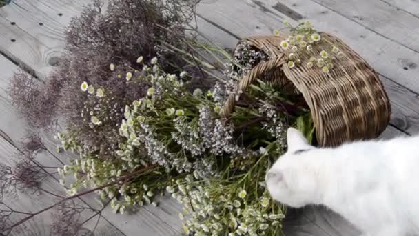 Een boeket wilde bloemen in een rieten mandje ligt op een houten achtergrond. De witte kat inhaleert de geur van bloemen. Grasveld van bloeiende kruiden op een zonnige dag. Zomer schilderachtig boeket. — Stockvideo