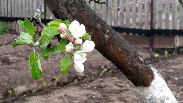 Цвіте яблуня. Квітка яблука з зеленим листям крупним планом. Рання весна. Квітучі фруктові дерева. Пробудження природи . — стокове відео