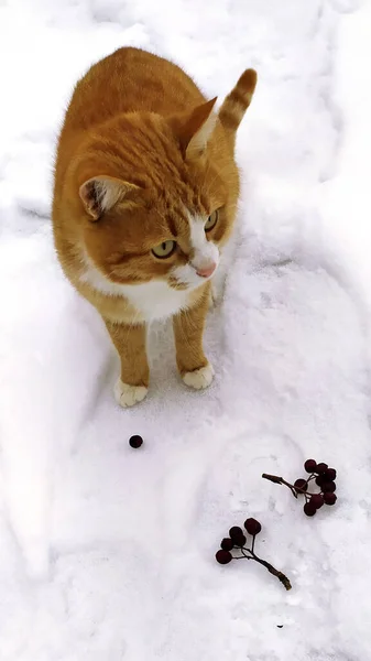 고양이 마리가 가지를 가지고 — 스톡 사진