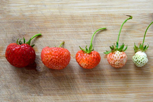 Fresh Strawberries Different Sizes Lie Row Singling Out One Crowd — Stock Photo, Image