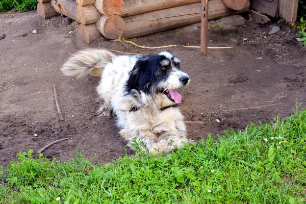 Cão Perto Cabine Cão Serviço Vigia Casa Cão Desgrenhado Branco — Fotografia de Stock