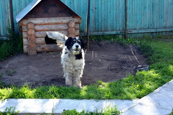 Der Nähe Der Holzbude Steht Ein Zotteliger Hund Ein Diensthund — Stockfoto