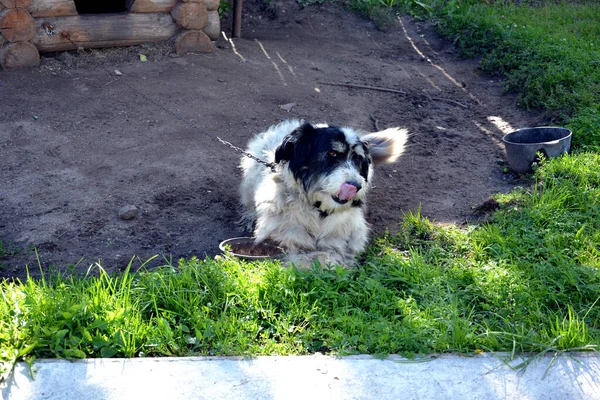 Cão Está Descansando Perto Cabine Cão Serviço Vigia Casa Cão — Fotografia de Stock