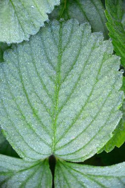 Bahar çileği yapraklarına buz yakın plan. Soğuk bir sabahta bitkiler. Doğal bir fenomen.