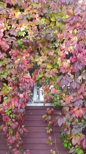 Krásná Liana Podzim Různorodá Lezecká Rostlina Dívčí Hrozny Rostou Zdi — Stock fotografie