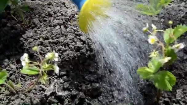 Vylije vodu na jahody ze zavlažovací nádoby. Zahradník zavlažuje divoké jahodové keře. Zavlažování sazenic v zahradě. — Stock video
