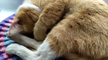 Ginger sevimli kedicik uyuyor, burnunu patisiyle kapatıyor. Kedi uyurken ağızlık takar. Kedi derin uykuda ve derin nefes alıyor..