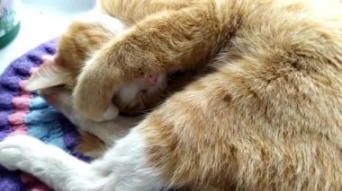 Kedi yakın planda uyuyor. Ginger sevimli kedicik uyuyor, burnunu patisiyle kapatıyor. Kedi donana kadar uyurken ağzını kapatır..