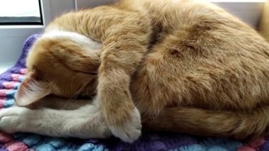Kedi uykuda. Ginger sevimli kedicik uyuyor, burnunu patisiyle kapatıyor. Kedi donana kadar uyurken ağzını kapatır..