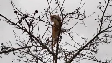 Ağaçtaki kedi. Ginger tekir kediciği sonbaharda, ilkbaharda dağ külünün bir dalına oturur. Kedi, bir ağacın dallarının arasında oturmuş, kuş avlar..