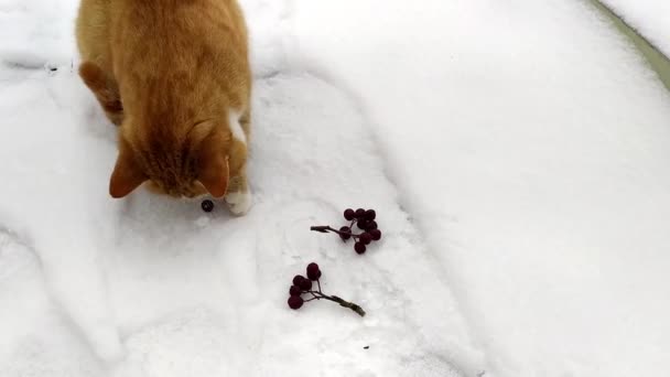 Lindo gatito jengibre juega con bayas de rowan en la nieve. Gato en invierno. Bayas en la nieve. — Vídeos de Stock