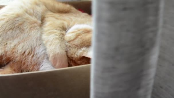 El gato está durmiendo detrás de la cortina. Ginger lindo gatito está durmiendo, cubriendo su nariz con su pata. El gato cubre su bozal mientras duerme — Vídeos de Stock