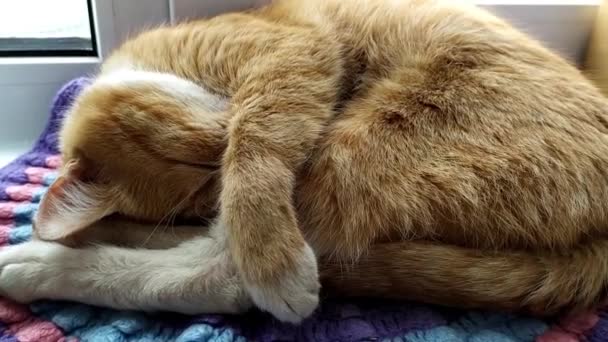 Katten sover. Ginger söt kattunge sover, täcker sin näsa med sin tass. Katten täcker nosen medan den sover till frost. — Stockvideo