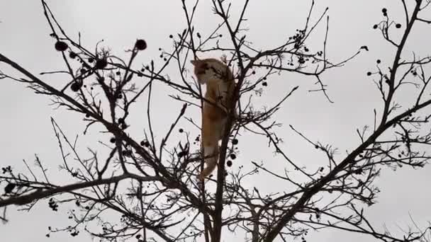 A macska a fán. Gyömbéres édes cica ül egy ág hegyi kőris ősszel, tavasszal. A macska madarakra vadászik, egy fa ágai között üldögél.. — Stock videók