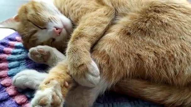 Katten sover på en stickad matta närbild. Ginger söt kattunge sover, täcker sin näsa med sin tass. Katten täcker nosen medan den sover till frost. — Stockvideo