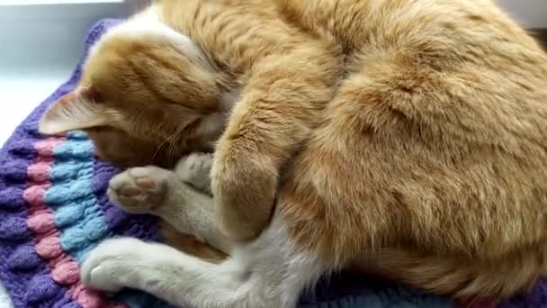 O gato dorme em um tapete de malha e se estende. Gatinho bonito gengibre está dormindo, cobrindo o nariz com a pata. O gato cobre o focinho enquanto dorme. — Vídeo de Stock